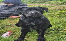 Cane Corso dogs for sale: 16 month old corso bitch - Image 3