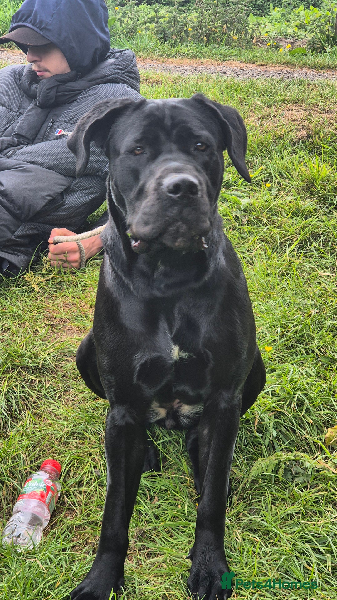 Cane Corso dogs for sale: 16 month old corso bitch - Image 3