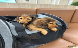 Dachshund dogs for sale: KC Registered Quality Mini Dachshunds long hair  - Image 33