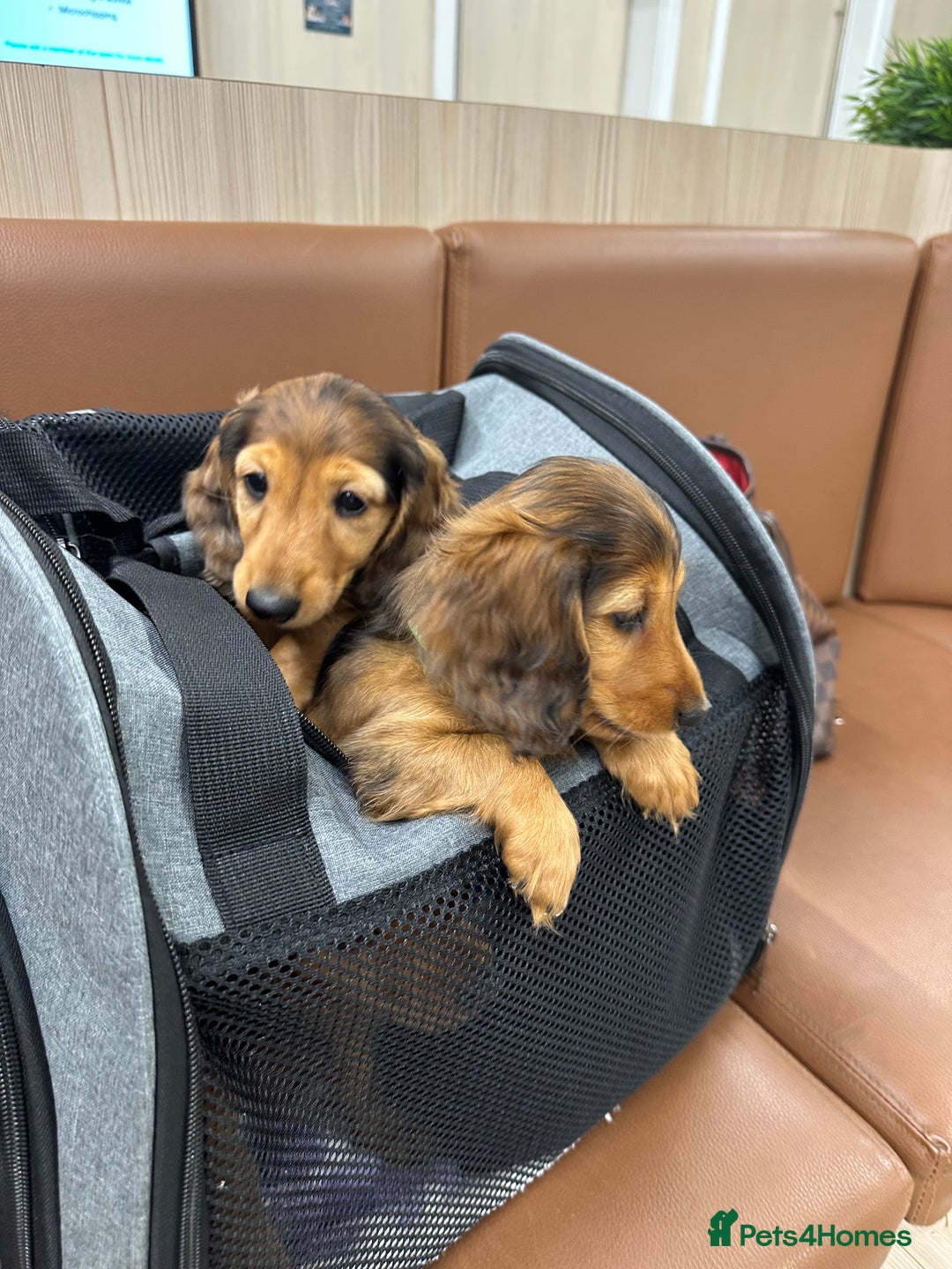 Dachshund dogs for sale: KC Registered Quality Mini Dachshunds long hair  - Image 33