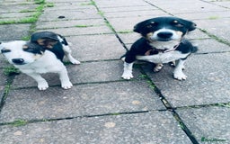 Border Collie dogs for sale: Merle collie pup - Image 2