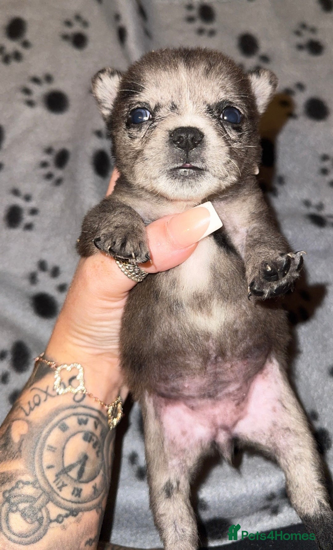 Mixed Breed dogs for sale: Frenchie/ chow puppies  - Image 4
