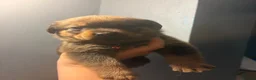 Boxweiler dogs for sale: Boxwiller  - Advert 18