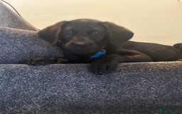 Labrador Retriever dogs for sale: Black Labrador 16 weeks old  - Image 4