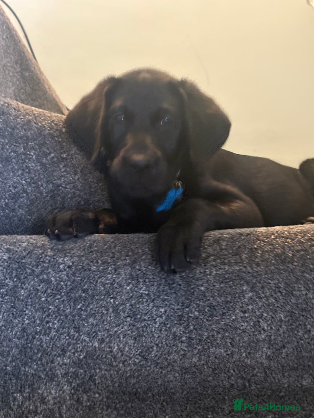 Labrador Retriever dogs for sale: Black Labrador 16 weeks old  - Image 4