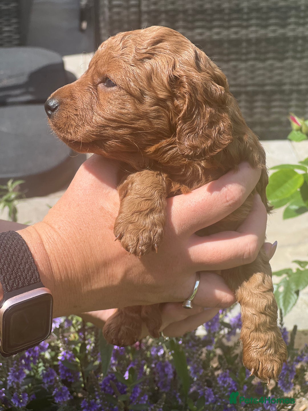 Cockapoo dogs for sale: Cockapoo puppy - Image 2