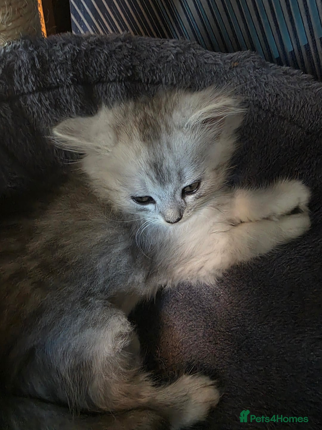 Persian cats for sale: Beautiful persian chinchilla kittens 😸 ♥️  - Image 5