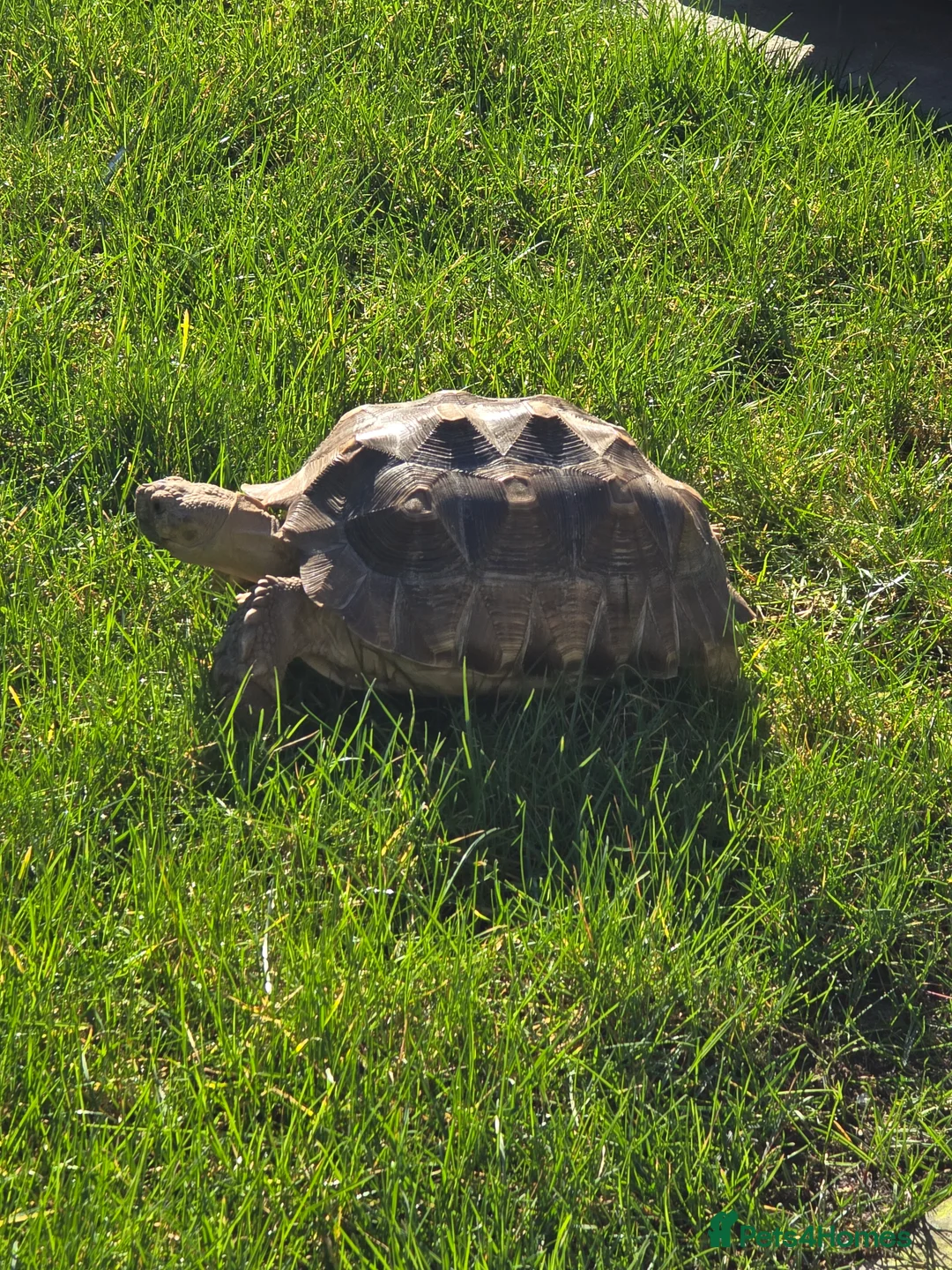 Tortoise reptiles for sale: 3 year old salcuta tortoise - Advert 5