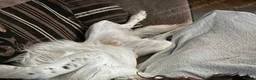 English Springer Spaniel dogs for stud: BEAUTIFUL BOY FOR STUD IN BLACKPOOL - Advert 4