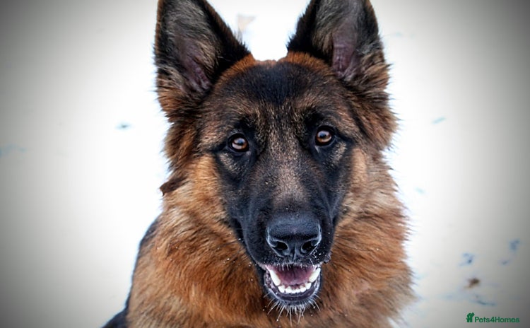 German Shepherd dogs - Advert 2