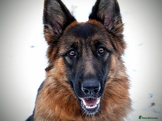 German Shepherd dogs - Advert 1