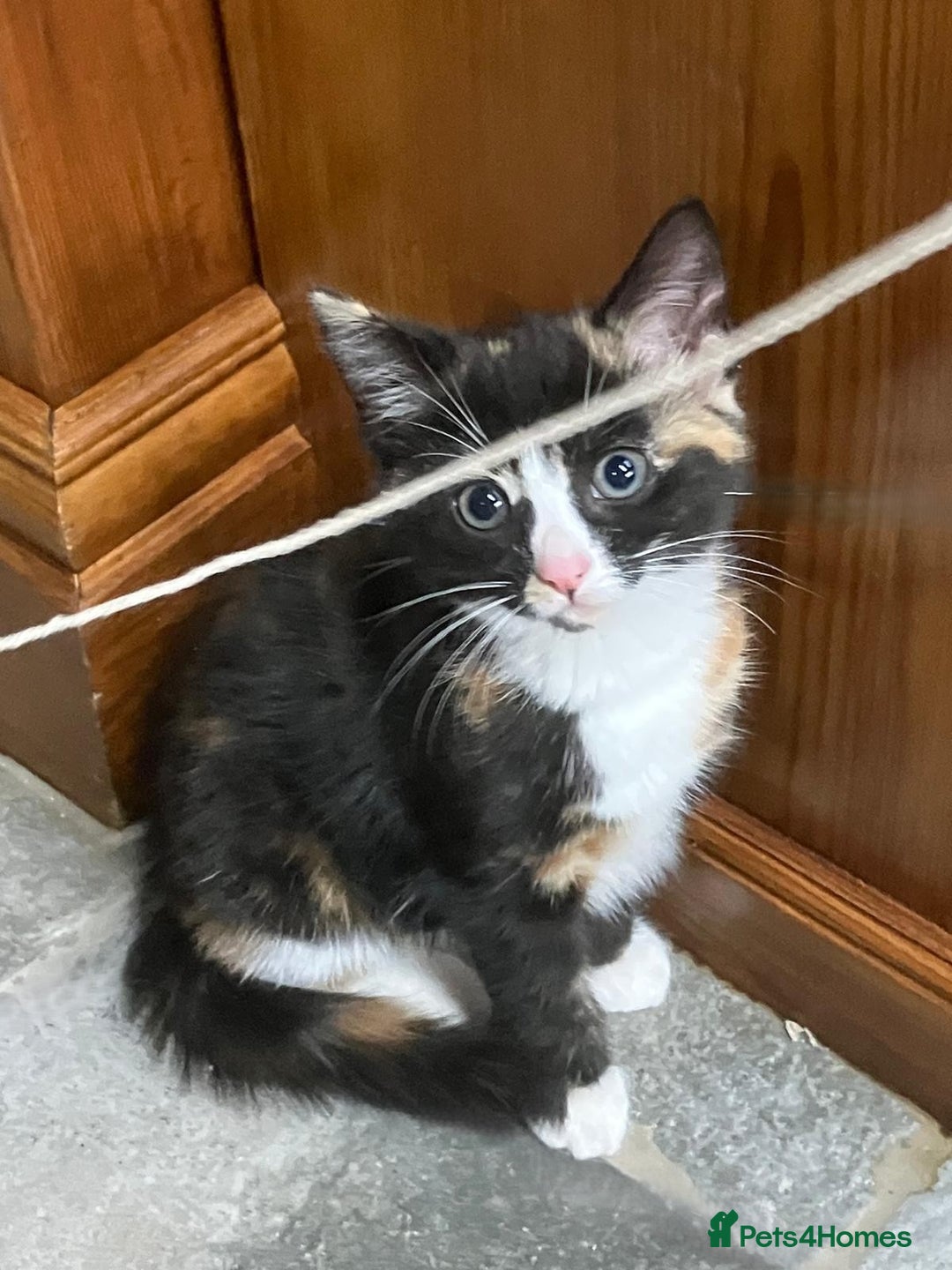 Mixed Breed cats for sale: Affectionate Farm Reared Kittens - Advert 7