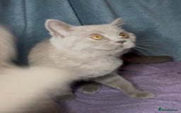 British Shorthair cats for sale: Blue & Fawn Boys & Girls - Image 20