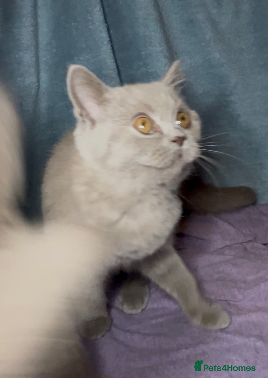 British Shorthair cats for sale: Blue & Fawn Boys & Girls - Image 20