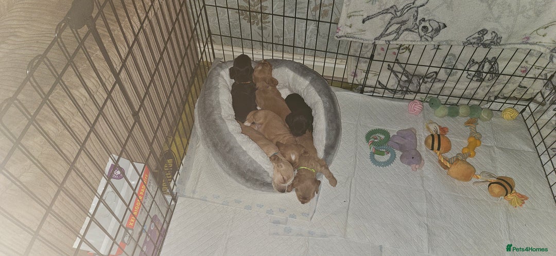 Cocker Spaniel dogs for sale: litter of 6 pedigree cocker spaniel puppies. - Image 17