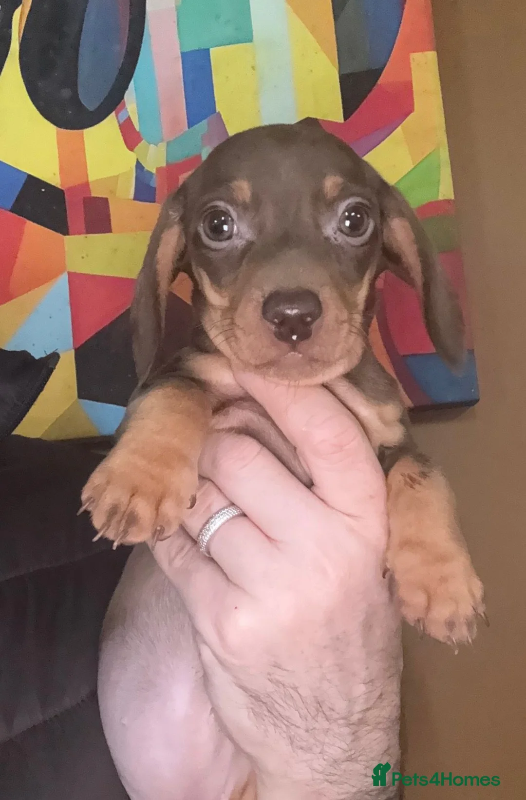 Miniature Dachshund dogs for sale: 💜🩷Chocolate & Tan Girl💜🩷 - Advert 1