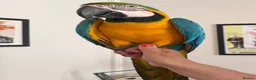 Macaws birds for sale: Beautiful Big Blue And Gold Macaw - Advert 3