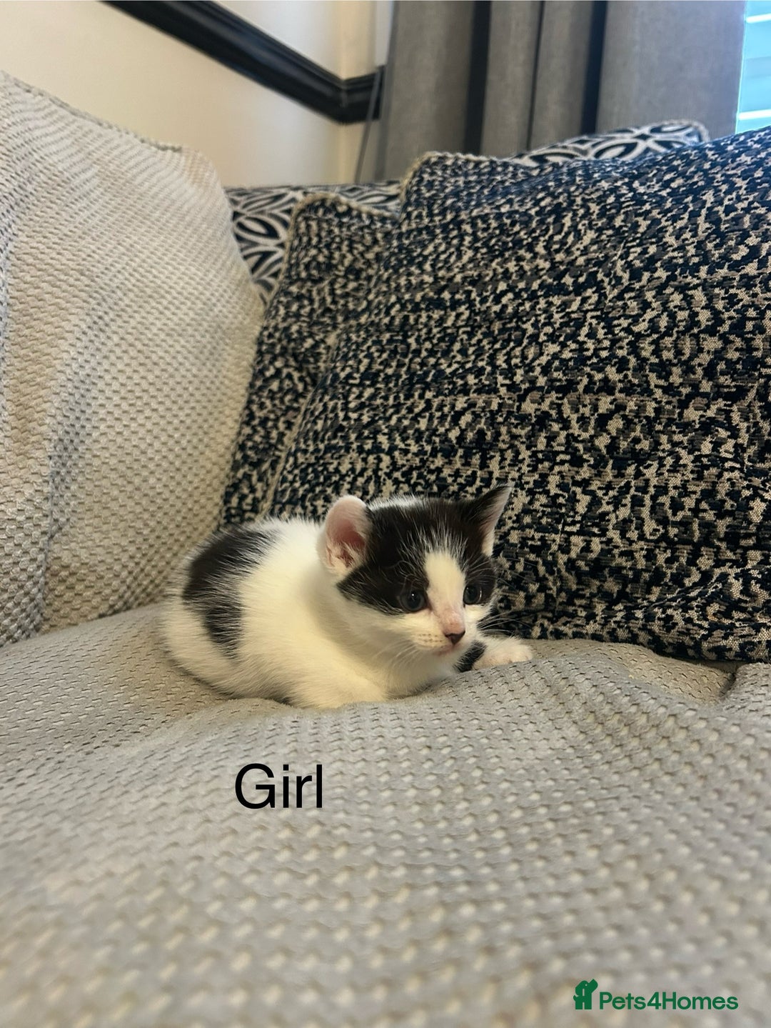 Domestic Shorthair cats for sale: 5 Beautiful Kittens - Advert 5