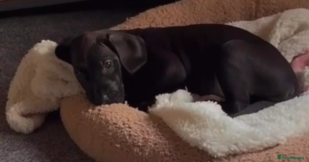 Great Dane dogs for sale: Great dane female - Advert 4