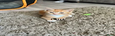Mixed Breed Kitten 4