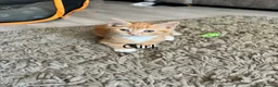 Mixed Breed cats for sale: Beautiful kittens in Wakefield - Advert 4