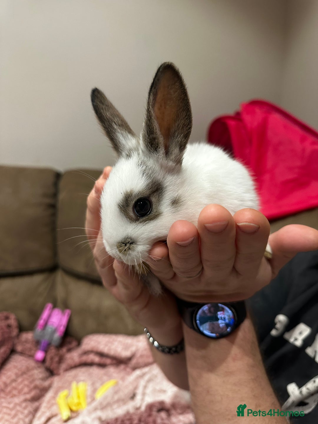 Mini Lion Lop rabbits for sale: Baby rabbits ready to leave for  **  ❤️ - Advert 5