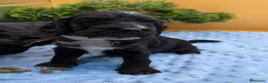 Cockapoo 1