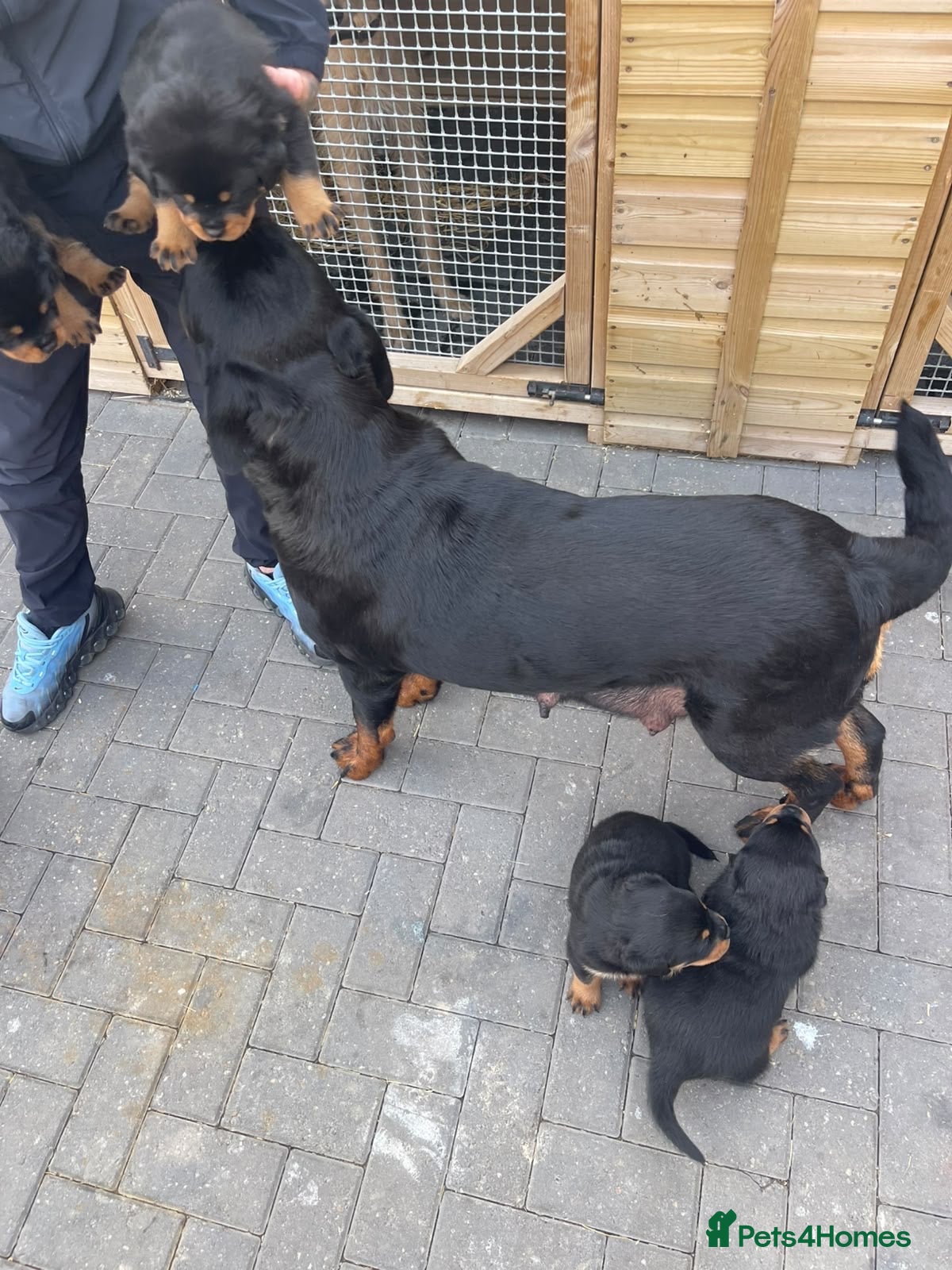 Rottweiler dogs Quality Rottweiler puppies  - Advert 1
