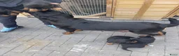 Rottweiler dogs for sale: Quality Rottweiler puppies  - Advert 1