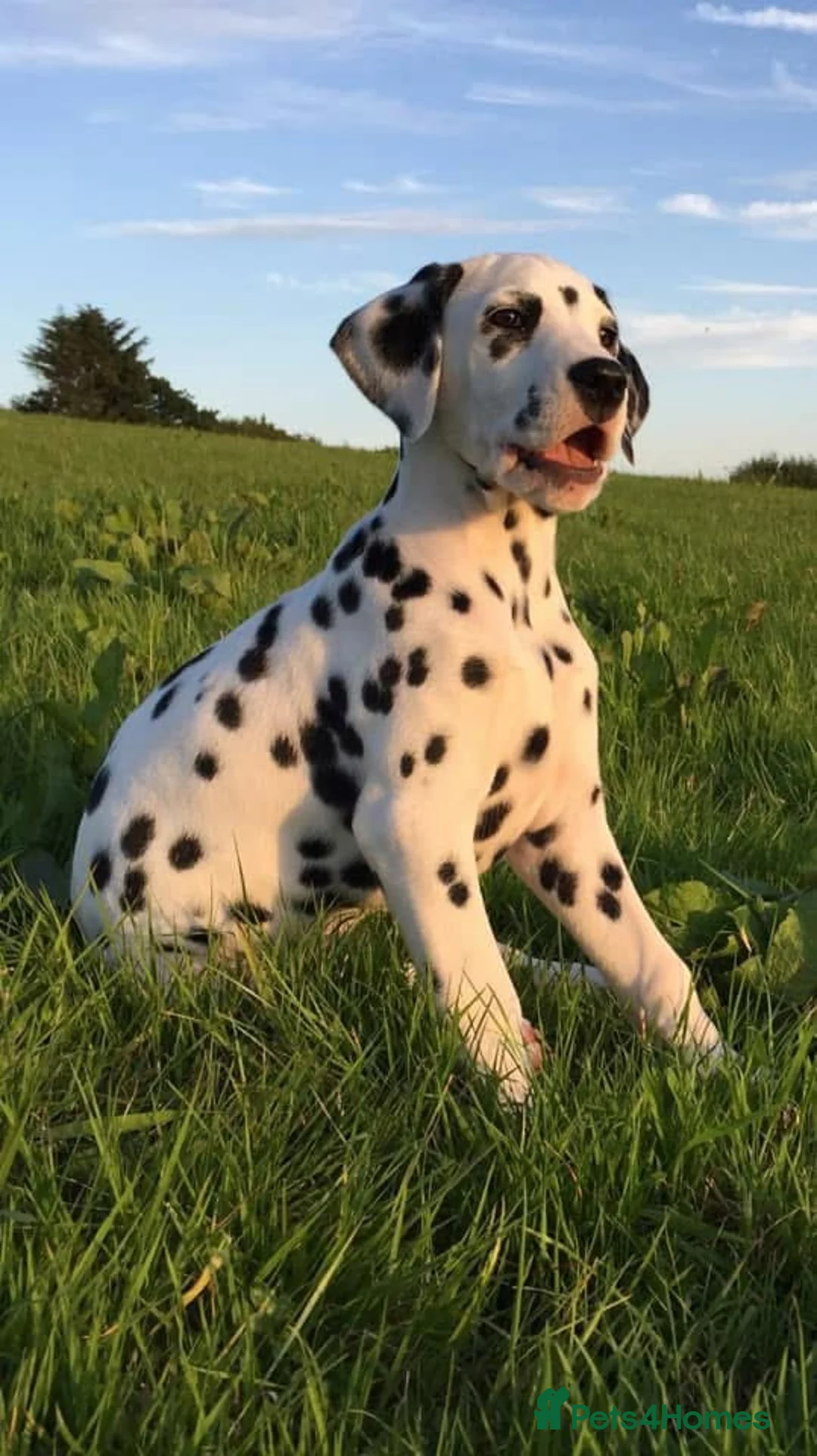 Dalmatian dogs for sale: Exceptional Dalmatian Puppies.  - Advert 17