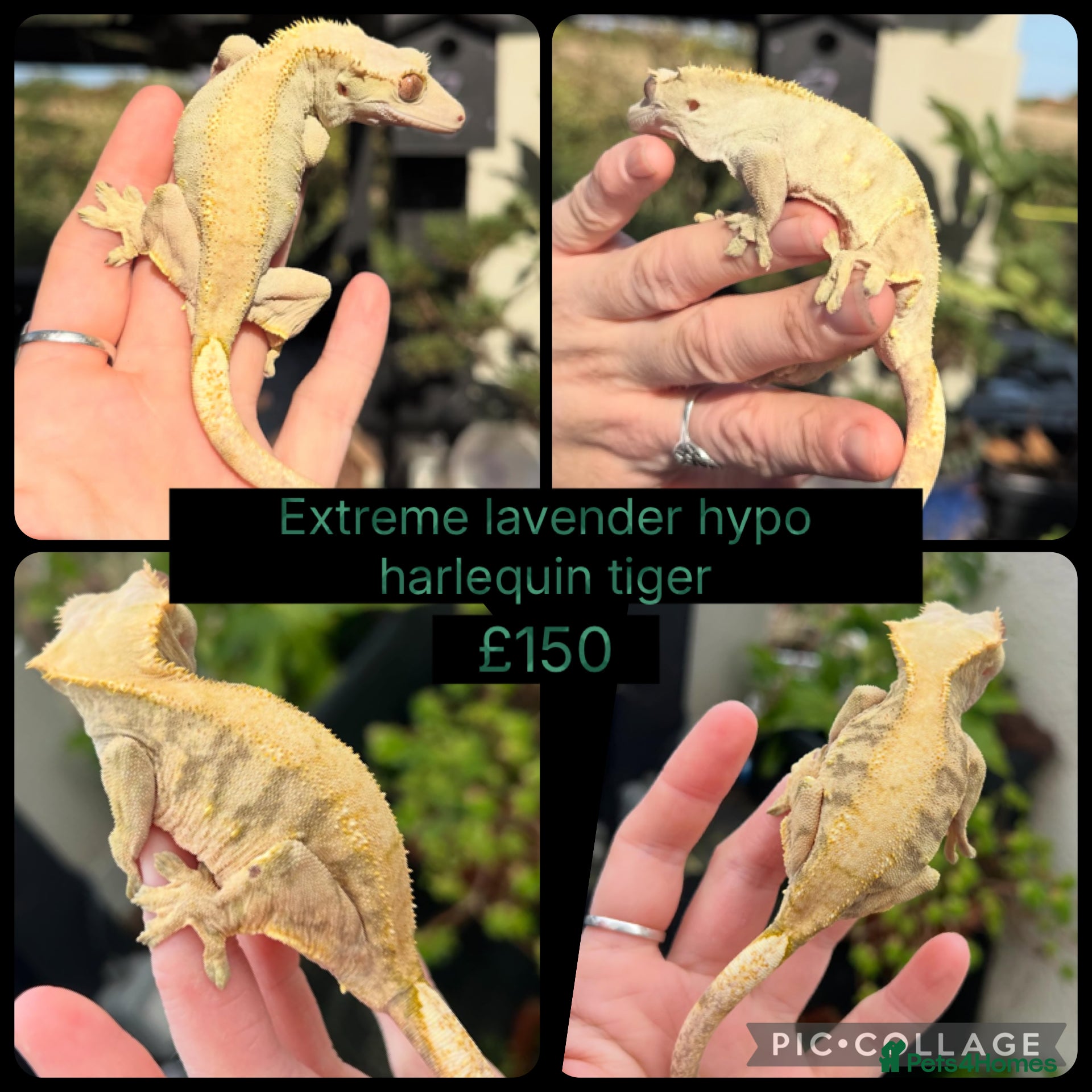 Gecko reptiles Female lavender extremes  - Advert 17