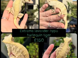 Gecko reptiles Female lavender extremes - Advert 17