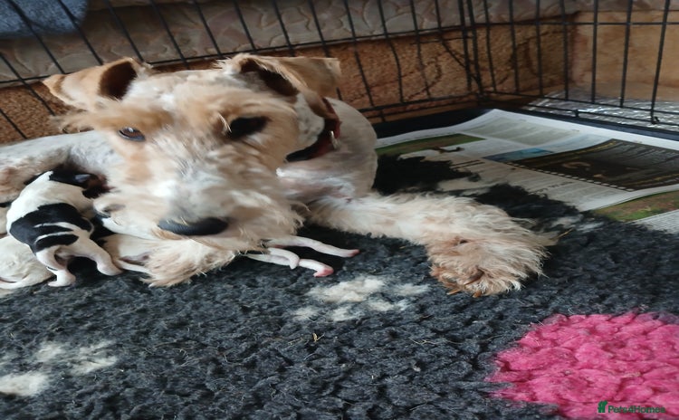 Fox Terrier dogs - Advert 1