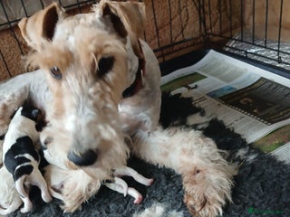 Fox Terrier dogs for sale - Advert 1