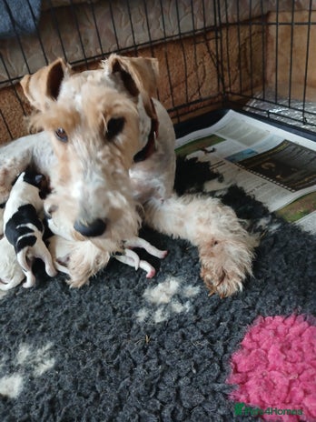 Fox Terrier dogs - Advert 1