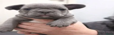 French Bulldog 2