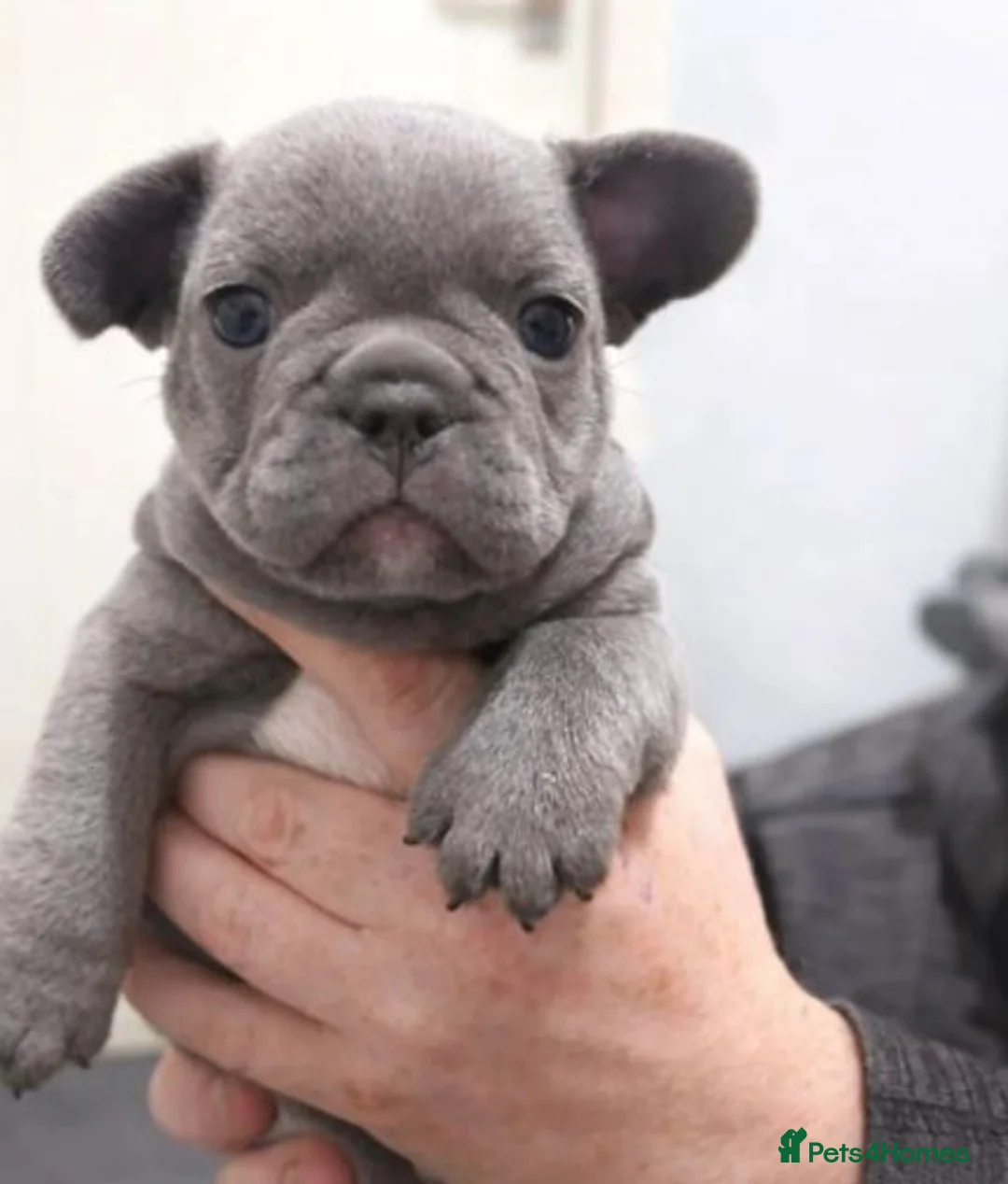 French Bulldog dogs for sale: Adorable French Bulldog Puppies - Advert 2