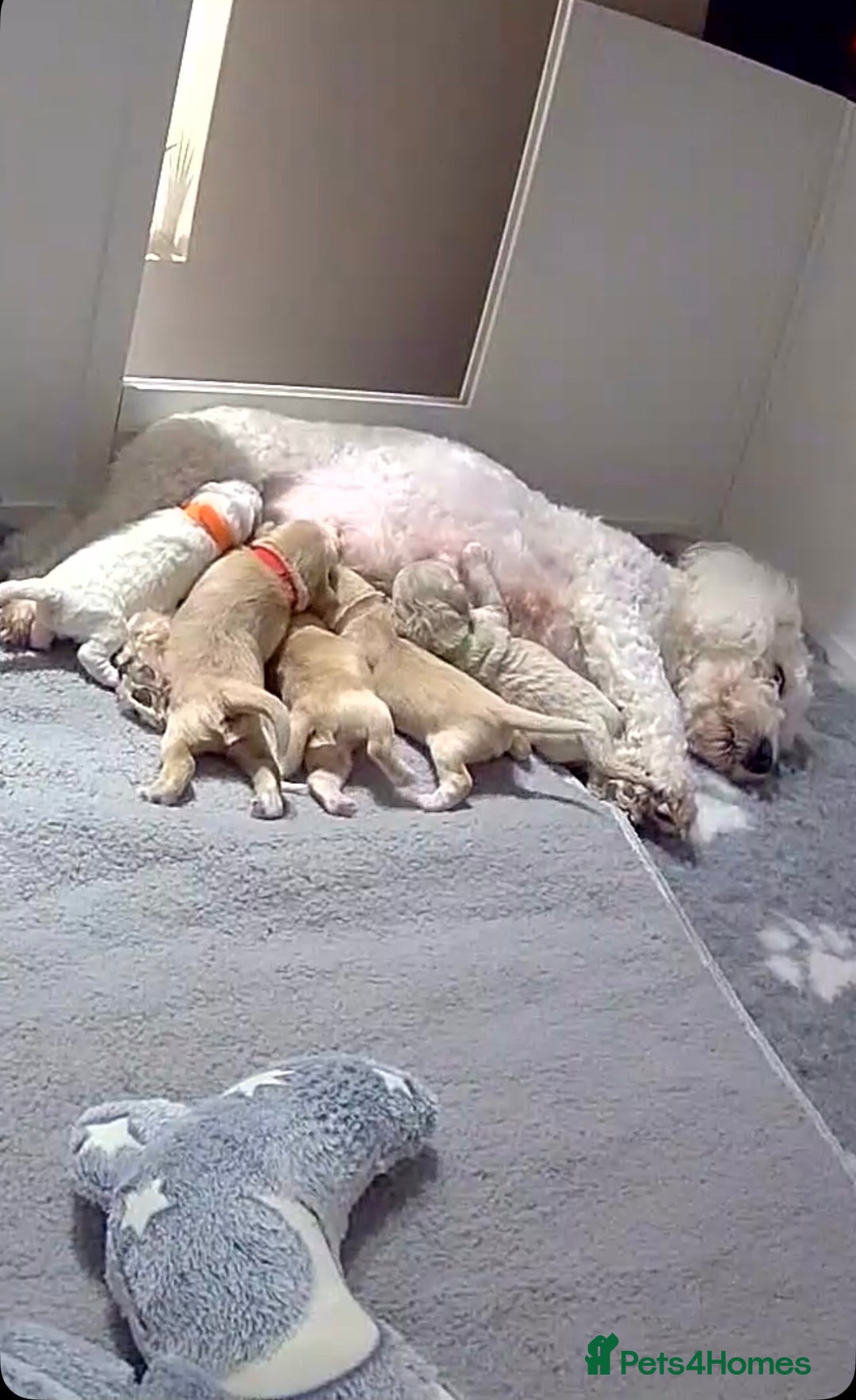 Maltipoo dogs for sale: 4 Adorable F2 Maltipoo pups - Advert 1