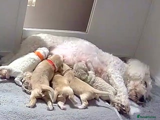 Maltipoo dogs Maltipoo pups - Advert 1