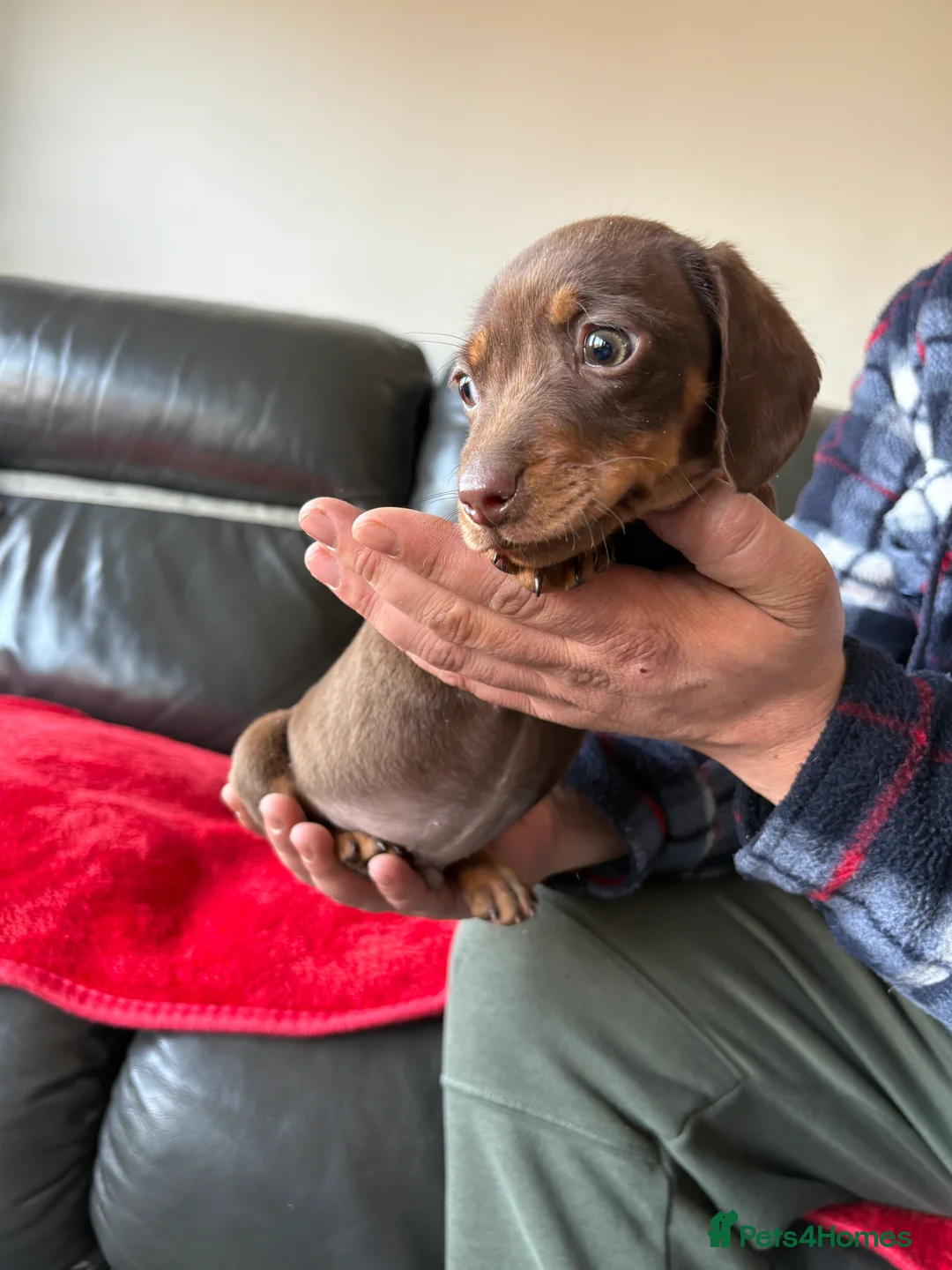 Dachshund dogs for sale: Dachshund puppy for sale  - Advert 5
