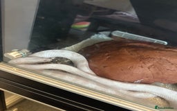 Corn Snake reptiles for sale: 2 albino corn snakes - Image 2