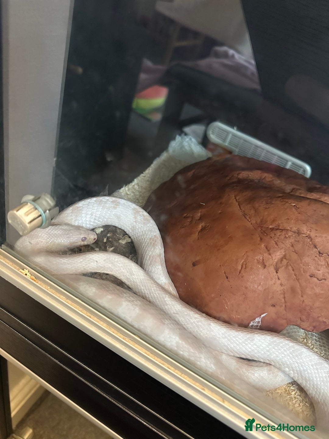 Corn Snake reptiles for sale: 2 albino corn snakes - Image 2