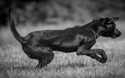 Labrador Retriever dogs for sale: Reservations open for a exceptional litter.  - Image 4