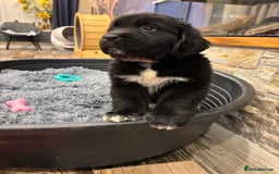 Newfoundland dogs for sale: Newfoundland puppies - Image 11