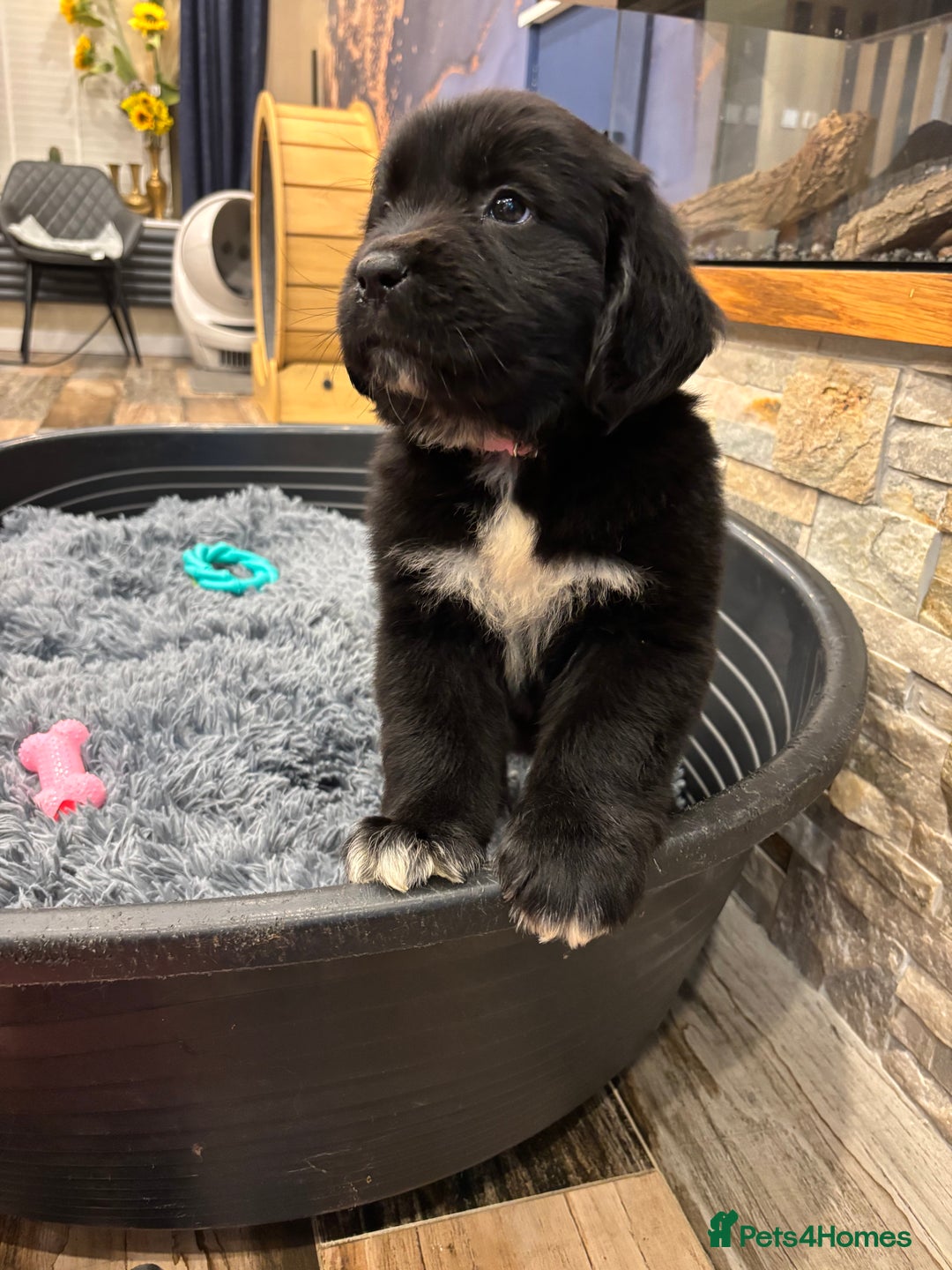 Newfoundland dogs for sale: Newfoundland puppies - Image 11