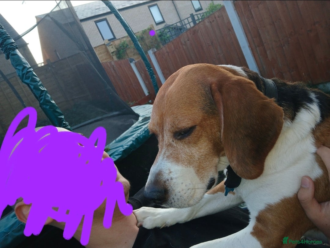 Beagle dogs for sale: Beagle (7 years) full of beans!! - Advert 4