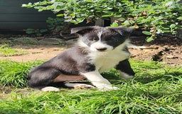 Border Collie dogs for sale: Only 1 Beautiful Border Collie Puppy left  - Image 38