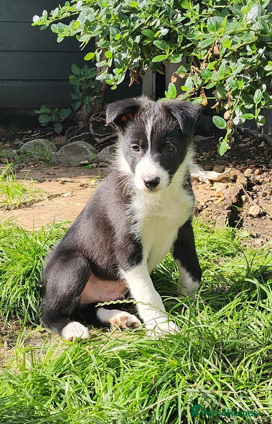 Border Collie dogs for sale: Only 1 Beautiful Border Collie Puppy left  - Image 38