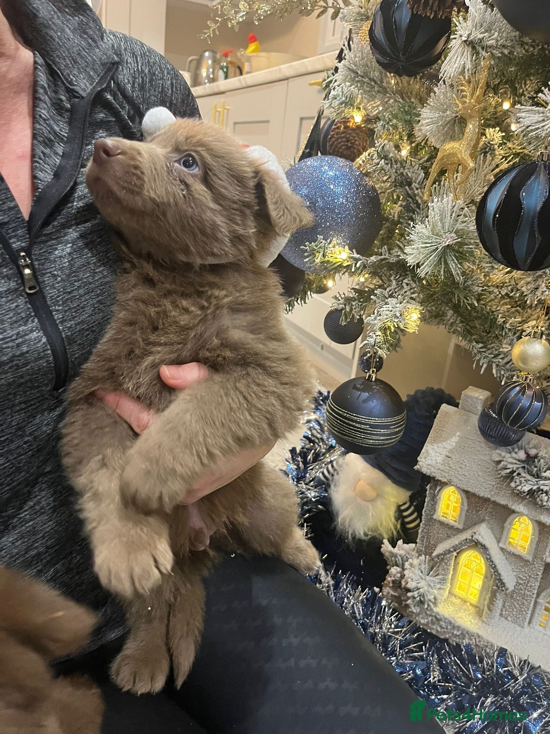 German Shepherd dogs for sale: Working KC GSD German shepherd puppies  - Advert 32