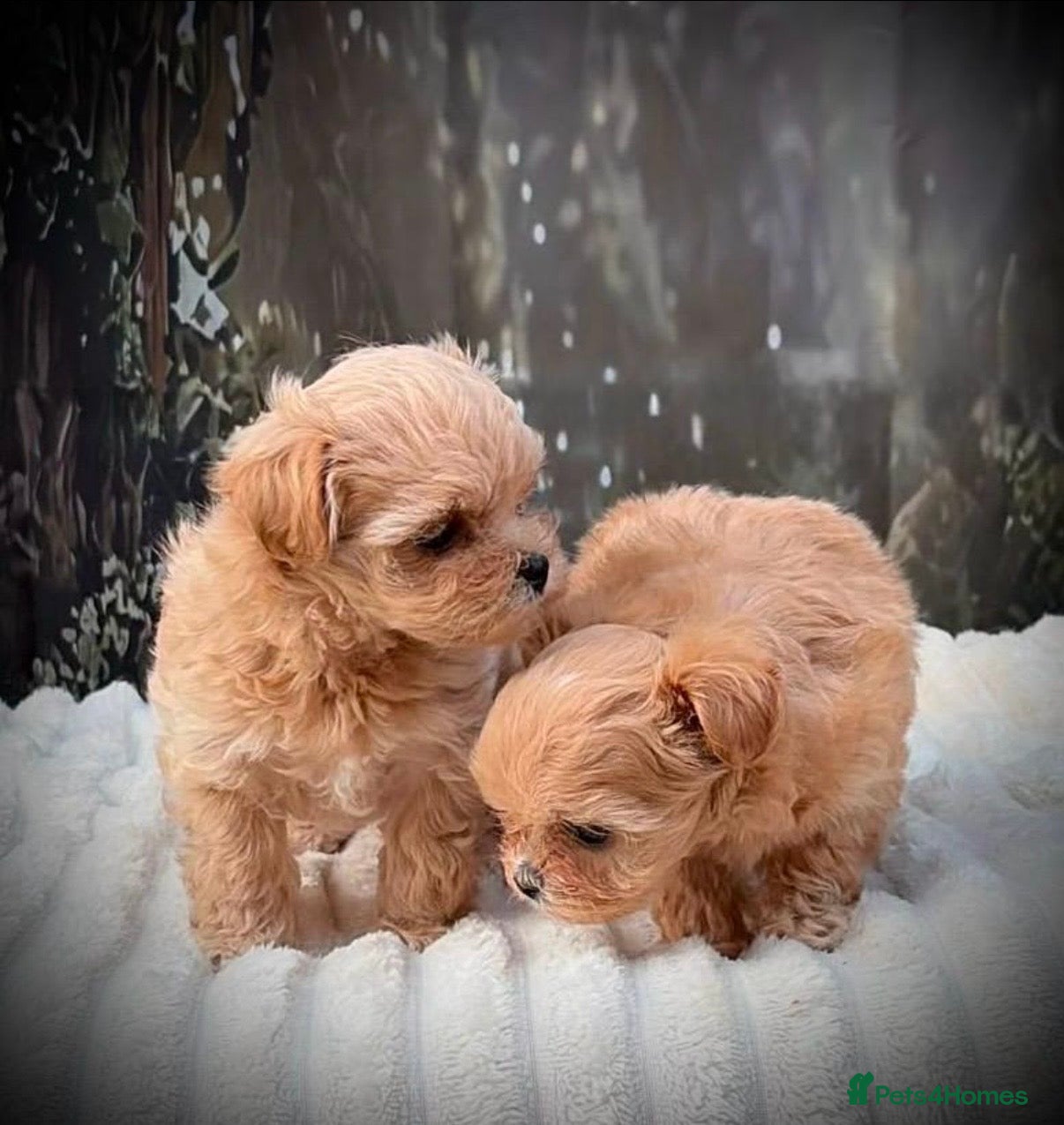 Maltipoo dogs exquisite Asian Maltipoo Puppies  - Advert 6